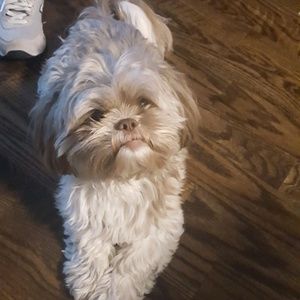 Meet your Posher, Torishana